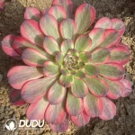 Aeonium Red Diamond Clustering