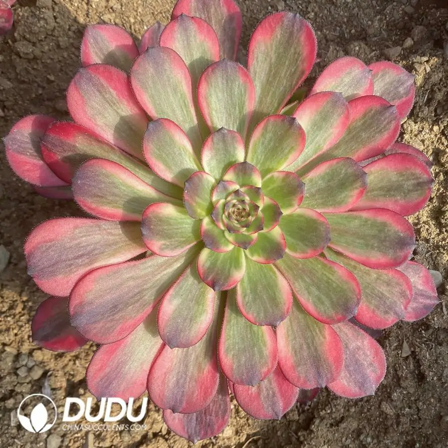 1756123782-1742795845-e201.webp Aeonium Red Diamond Clustering - Image 1