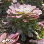 Aeonium Red Diamond Clustering - Image 2