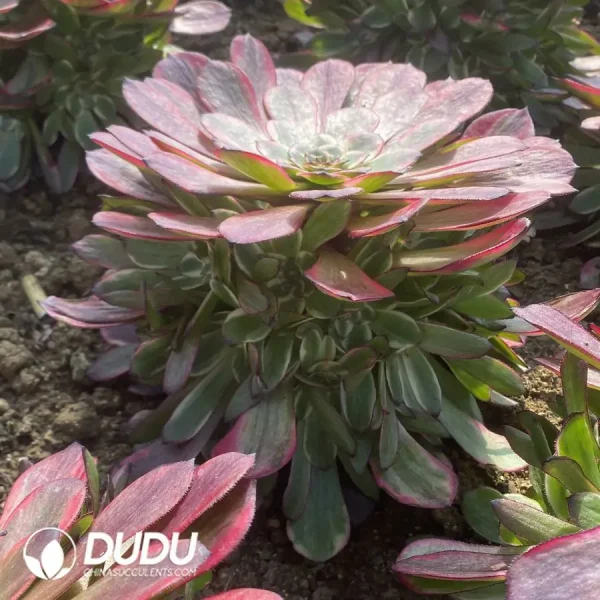 Aeonium Red Diamond Clustering - Image 2