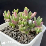 Dicrocaulon Purple Cloud Wood
