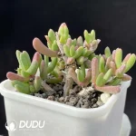 Dicrocaulon Purple Cloud Wood - Image 2