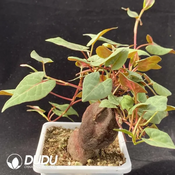 Fallopia Multiflora Racine Fallopia Multiflora – Dudu Wholesale Rare Live Succulents Plants Grower