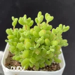 Dicrocaulon Tangerine Candy Balls