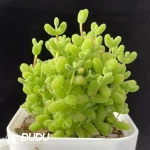 Dicrocaulon Tangerine Candy Balls - Image 2