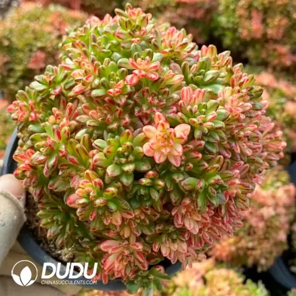 1756123811-1742896377-e201.webp Aeonium Sedifolium Variegated Clustering - Image 1