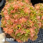 Aeonium Sedifolium Variegated Clustering - Image 2