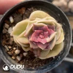 Echeveria Lovely Rose Stone Jenny Core