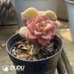 Echeveria Lovely Rose Stone Jenny Core - Image 2