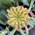 Aeonium Sun God Clustering(Grafted)