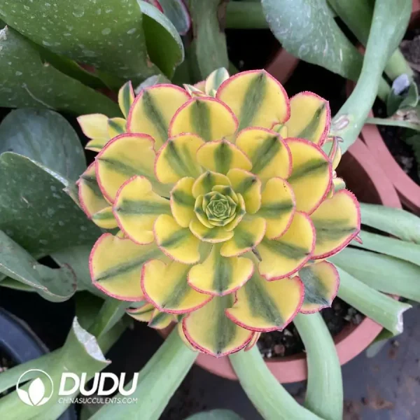 Aeonium Sun God Clustering(Grafted) - Image 1