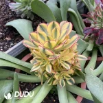 Aeonium Sun God Clustering(Grafted) - Image 2