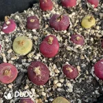 30Pcs Conophytum 6years Large maughanii Mix