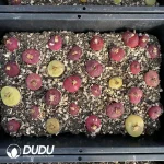 30Pcs Conophytum 6years Large maughanii Mix - Image 2