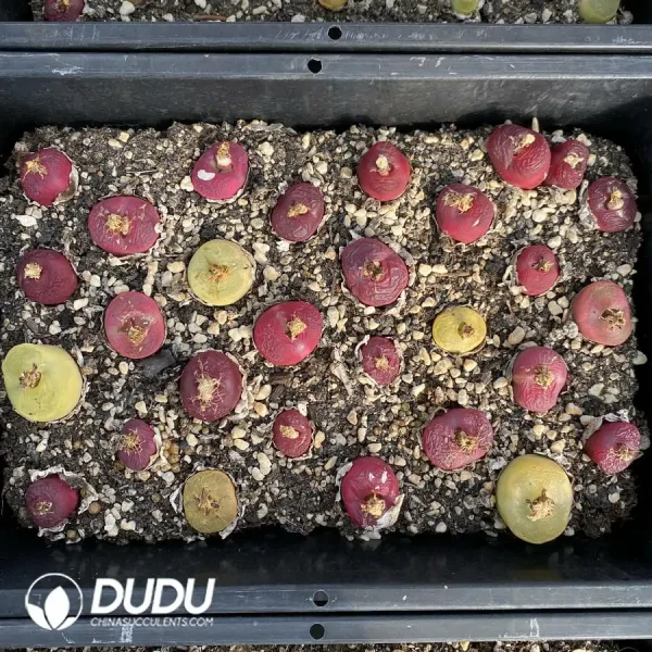 30Pcs Conophytum 6years Large maughanii Mix - Image 2