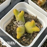 Conophytum 955D Zebra 3 Heads Clustering