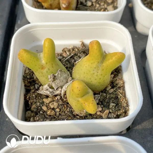 Conophytum 955D Zebra 3 Heads Clustering - Image 2