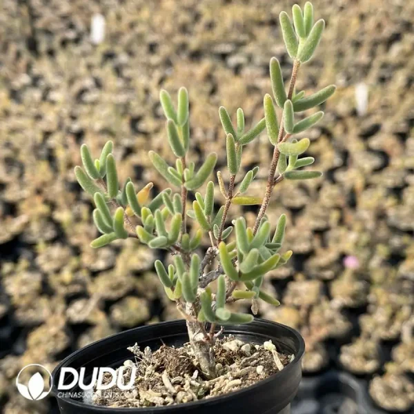 Dicrocaulon Pencil (MD-18) - Image 2