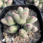 Conophytum Shavenlia Clustering