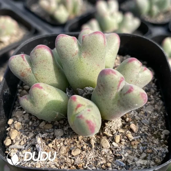 Conophytum Shavenlia Clustering - Image 2