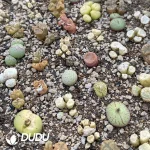 Conophytum Mixed (One Tray)