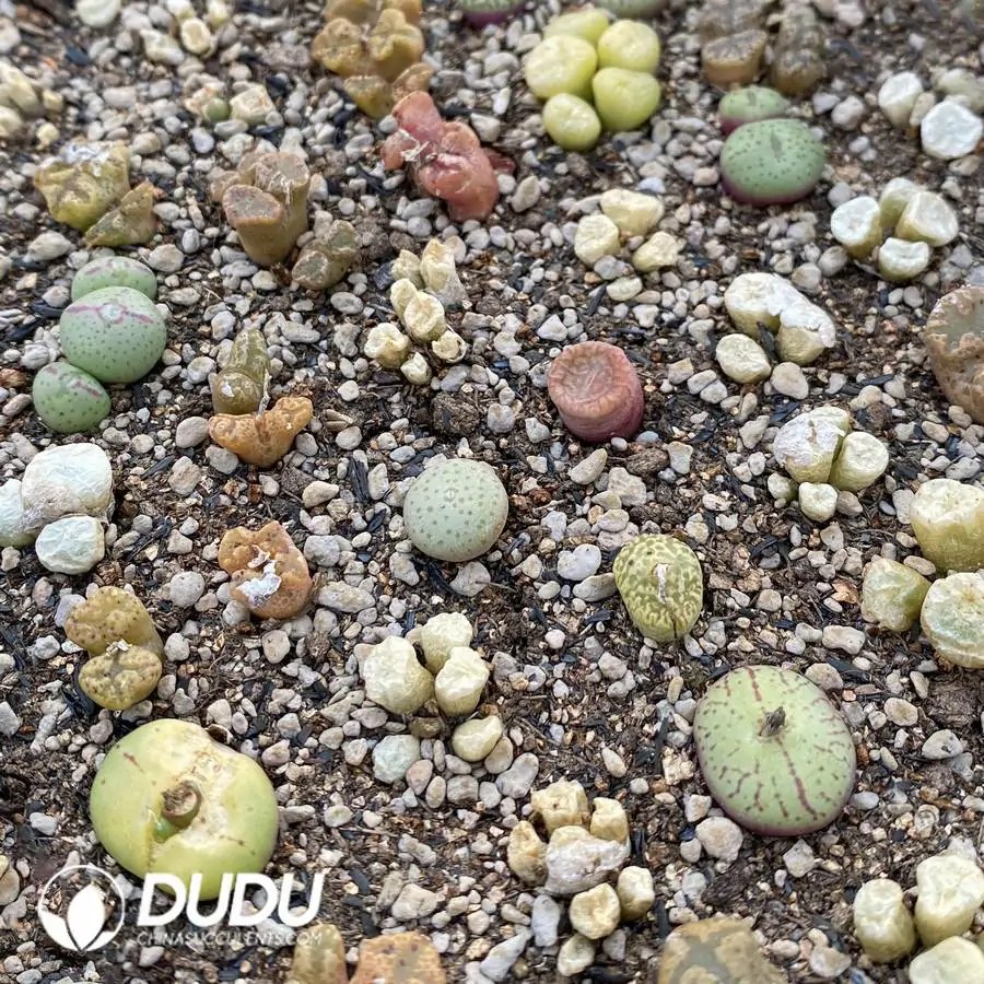 1756123875-1742896539-e201.webp Conophytum Mixed (One Tray) - Image 1
