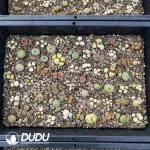 Conophytum Mixed (One Tray) - Image 2