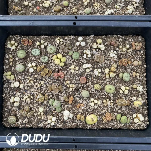 Conophytum Mixed (One Tray) - Image 2