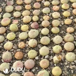 94Pcs Conophytum taylorianum ssp. ernianum