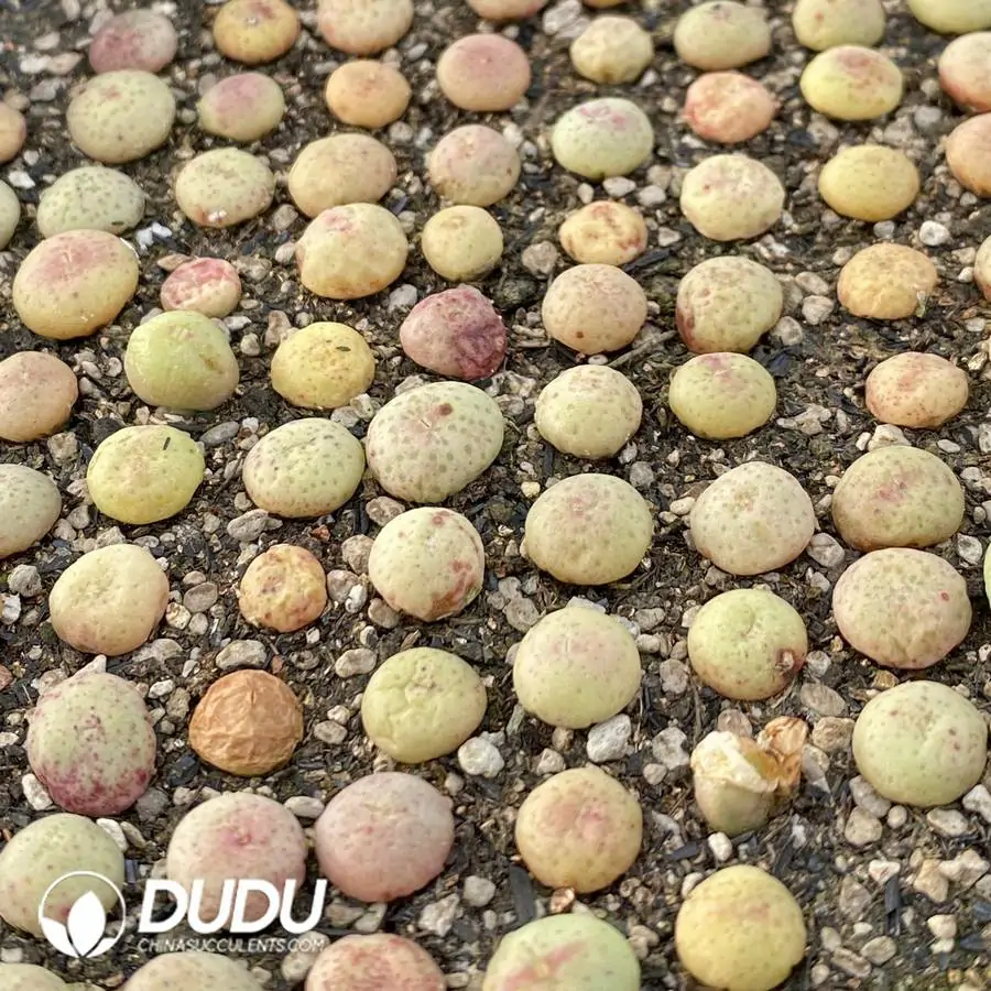 1756123877-1742896544-e201.webp 94Pcs Conophytum taylorianum ssp. ernianum - Image 1