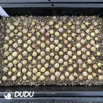 94Pcs Conophytum taylorianum ssp. ernianum - Image 2