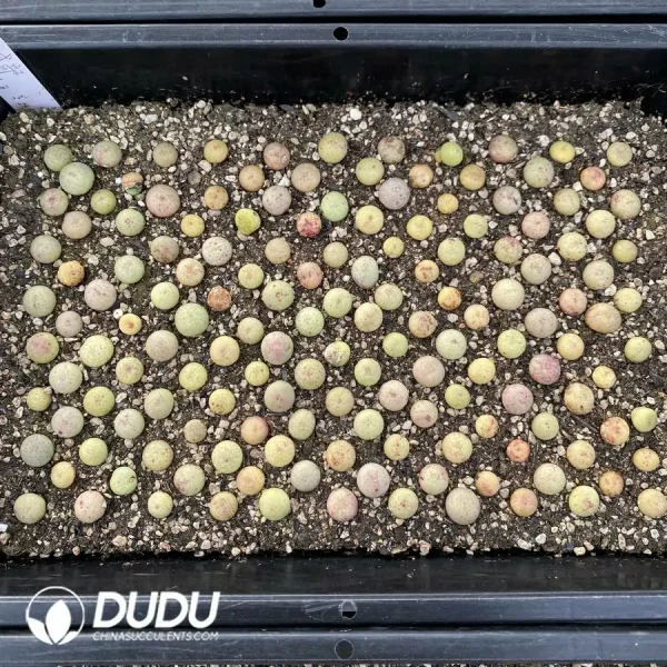 94Pcs Conophytum taylorianum ssp. ernianum - Image 2