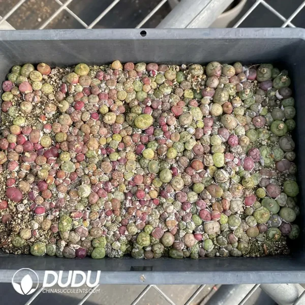 Conophytum Green Hybrid (One Tray) - Image 2