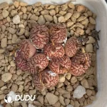 Conophytum RR714 Mo Clustering