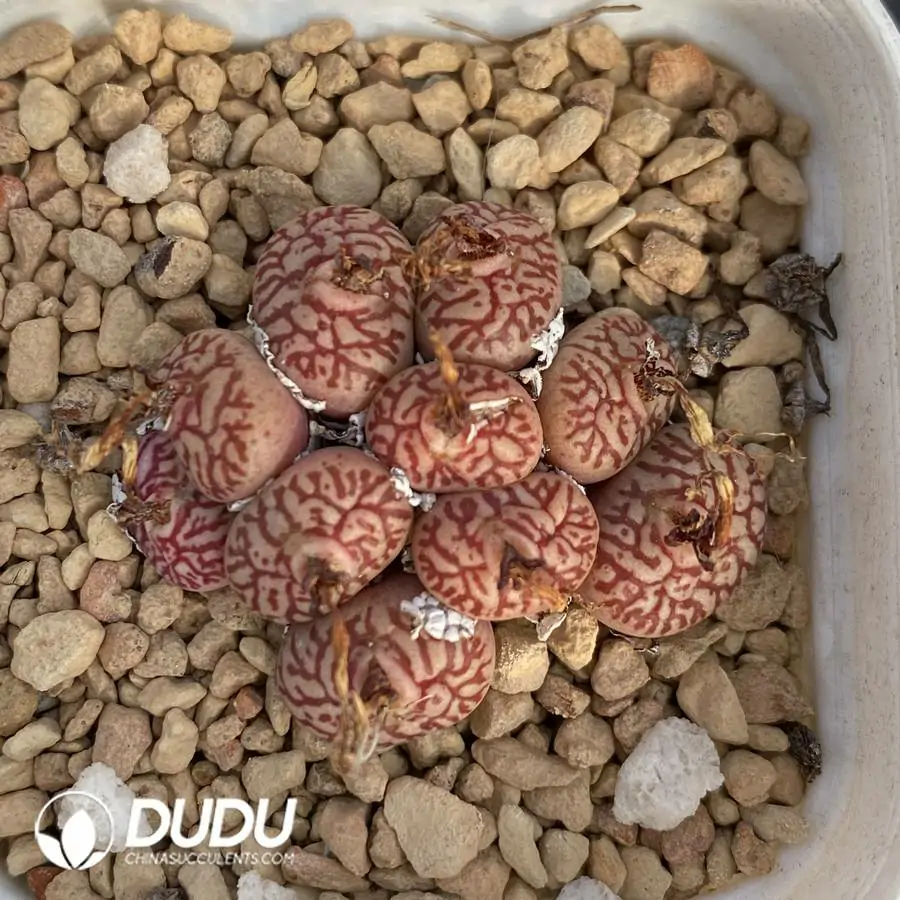 1756123900-1742896611-e201.webp Conophytum RR714 Mo Clustering - Image 1