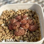 Conophytum RR714 Mo Clustering - Image 2