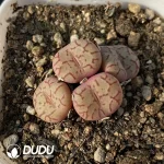 Conophytum Qing Ji Clustering