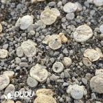 80Pcs Conophytum ilmar Clustering