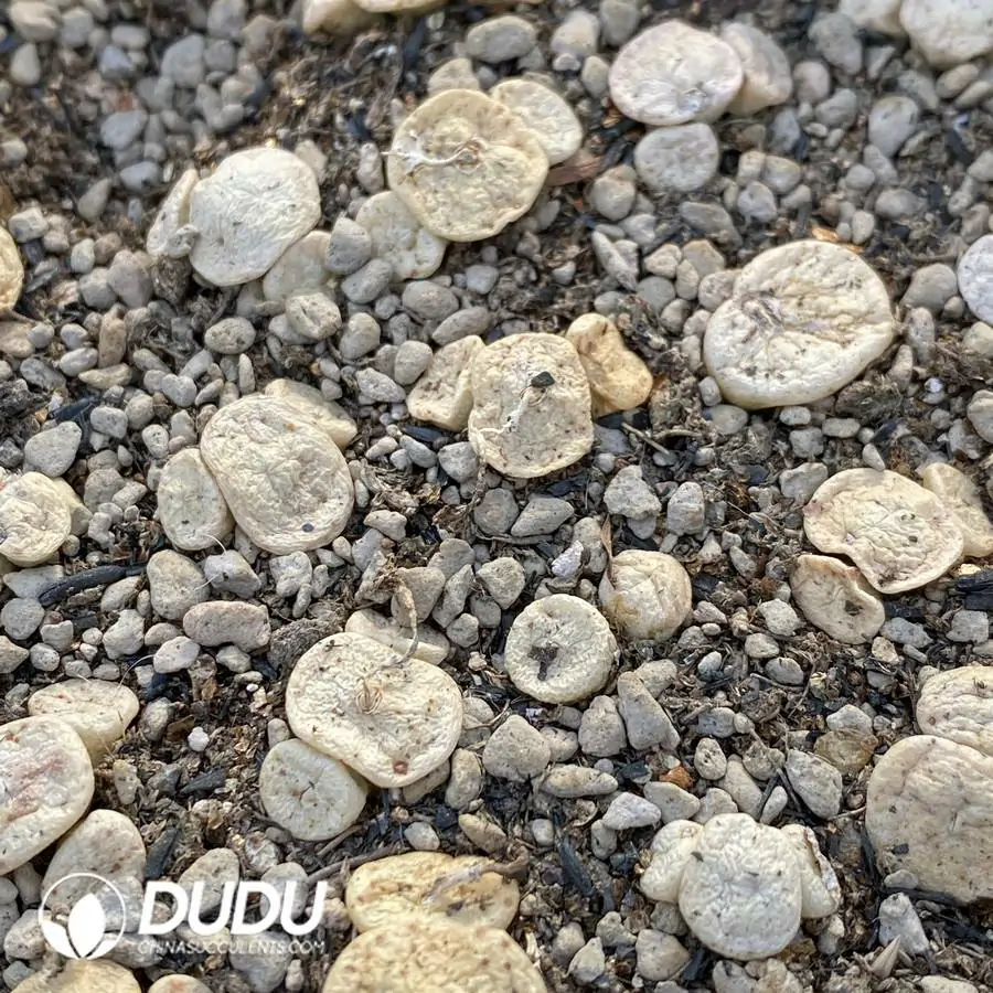 1756123909-1742896639-e201.webp 80Pcs Conophytum ilmar Clustering - Image 1