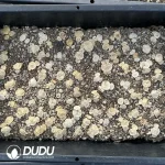 80Pcs Conophytum ilmar Clustering - Image 2
