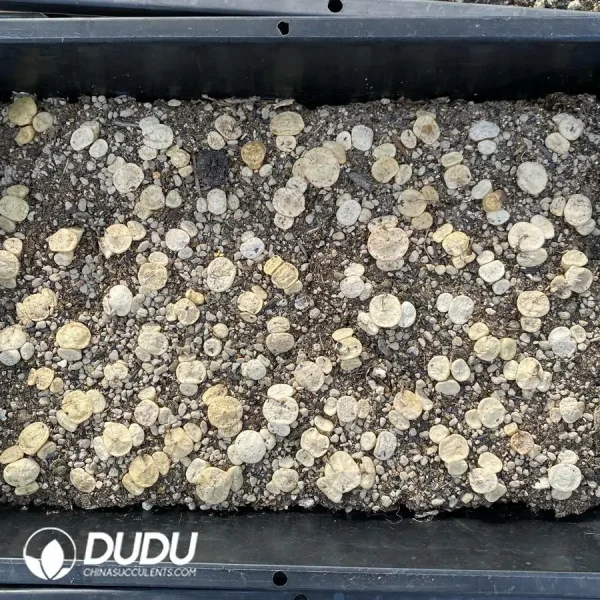 80Pcs Conophytum ilmar Clustering - Image 2