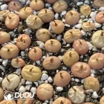 120Pcs Conophytum D Mao0