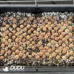 120Pcs Conophytum D Mao0 - Image 2