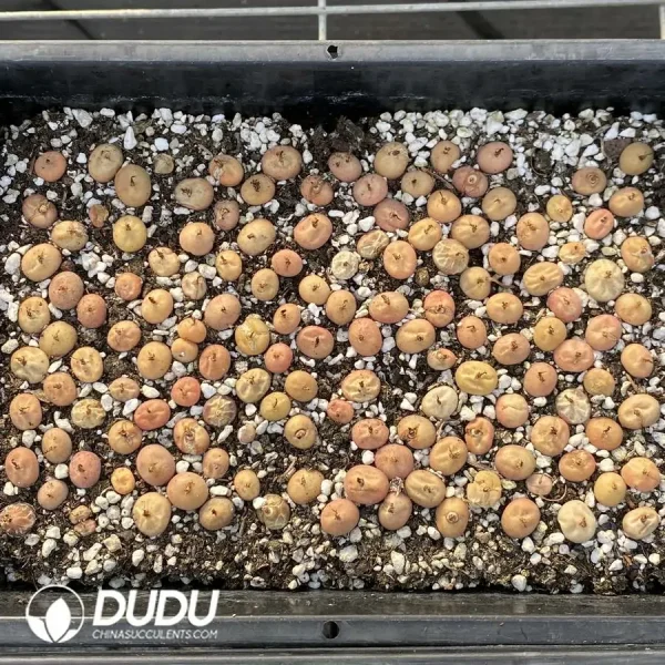 120Pcs Conophytum D Mao0 - Image 2