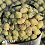 Conophytum luiseae Clustering