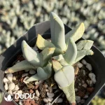 Conophytum Linear shrimp claws