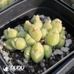 Conophytum Millet Cone Clustering - Image 2
