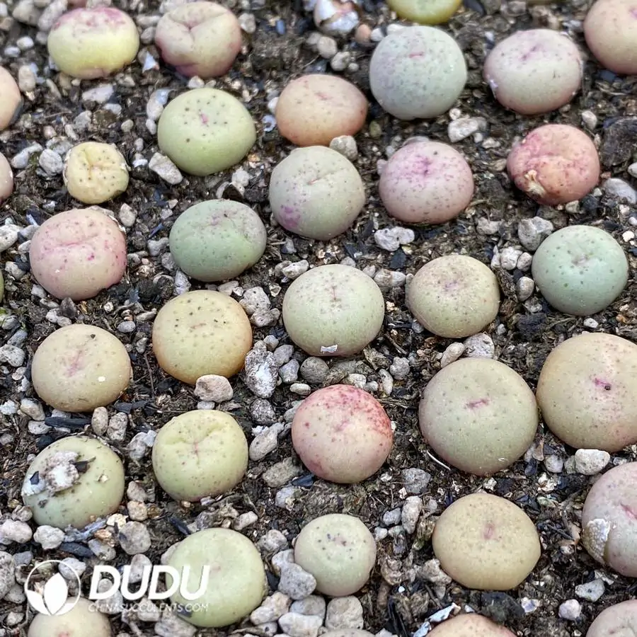 1756123942-1742896718-e201.webp 94Pcs Conophytum Japanese gardening mouth - Image 1
