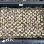 94Pcs Conophytum Japanese gardening mouth - Image 2