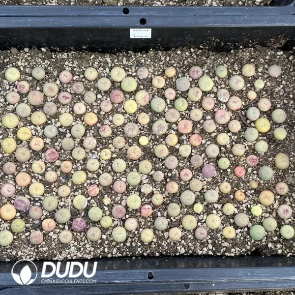 94Pcs Conophytum Japanese gardening mouth - Image 2